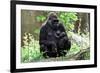 Gorilla Mom and Baby-Gary Carter-Framed Photographic Print