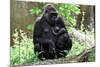 Gorilla Mom and Baby-Gary Carter-Mounted Photographic Print