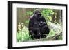 Gorilla Mom and Baby-Gary Carter-Framed Photographic Print