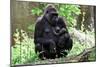 Gorilla Mom and Baby-Gary Carter-Mounted Photographic Print