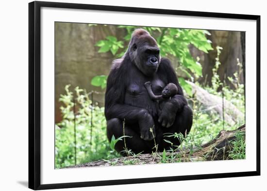 Gorilla Mom and Baby-Gary Carter-Framed Photographic Print