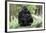Gorilla Mom and Baby-Gary Carter-Framed Photographic Print