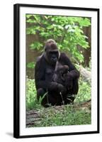 Gorilla Mom and Baby-Gary Carter-Framed Photographic Print