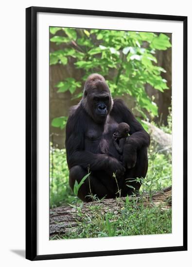 Gorilla Mom and Baby-Gary Carter-Framed Photographic Print