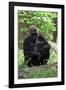 Gorilla Mom and Baby-Gary Carter-Framed Photographic Print