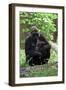 Gorilla Mom and Baby-Gary Carter-Framed Photographic Print