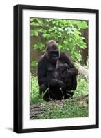 Gorilla Mom and Baby-Gary Carter-Framed Photographic Print