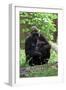 Gorilla Mom and Baby-Gary Carter-Framed Photographic Print