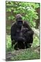 Gorilla Mom and Baby-Gary Carter-Mounted Photographic Print