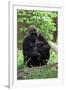 Gorilla Mom and Baby-Gary Carter-Framed Photographic Print