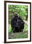 Gorilla Mom and Baby-Gary Carter-Framed Photographic Print