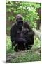 Gorilla Mom and Baby-Gary Carter-Mounted Photographic Print