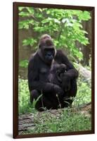 Gorilla Mom and Baby-Gary Carter-Framed Photographic Print