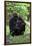 Gorilla Mom and Baby-Gary Carter-Framed Photographic Print