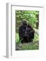 Gorilla Mom and Baby-Gary Carter-Framed Photographic Print