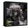 Gorilla mother with 6-month-old baby in the forest, Parc National des Volcans, Rwanda-Keren Su-Framed Stretched Canvas