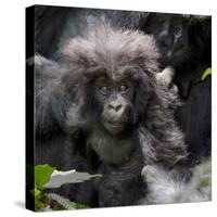 Gorilla mother with 6-month-old baby in the forest, Parc National des Volcans, Rwanda-Keren Su-Stretched Canvas