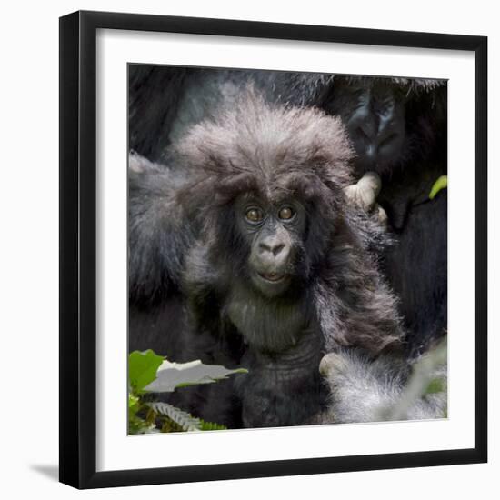 Gorilla mother with 6-month-old baby in the forest, Parc National des Volcans, Rwanda-Keren Su-Framed Premium Photographic Print