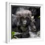 Gorilla mother with 6-month-old baby in the forest, Parc National des Volcans, Rwanda-Keren Su-Framed Photographic Print