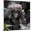 Gorilla mother with 6-month-old baby in the forest, Parc National des Volcans, Rwanda-Keren Su-Mounted Photographic Print