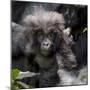 Gorilla mother with 6-month-old baby in the forest, Parc National des Volcans, Rwanda-Keren Su-Mounted Photographic Print