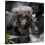 Gorilla mother with 6-month-old baby in the forest, Parc National des Volcans, Rwanda-Keren Su-Stretched Canvas