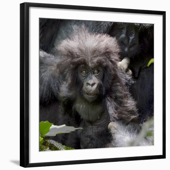 Gorilla mother with 6-month-old baby in the forest, Parc National des Volcans, Rwanda-Keren Su-Framed Photographic Print