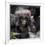 Gorilla mother with 6-month-old baby in the forest, Parc National des Volcans, Rwanda-Keren Su-Framed Photographic Print