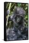 Gorilla mother with 6-month-old baby in the forest, Parc National des Volcans, Rwanda-Keren Su-Framed Stretched Canvas