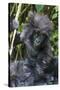 Gorilla mother with 6-month-old baby in the forest, Parc National des Volcans, Rwanda-Keren Su-Stretched Canvas