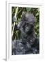 Gorilla mother with 6-month-old baby in the forest, Parc National des Volcans, Rwanda-Keren Su-Framed Photographic Print