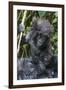 Gorilla mother with 6-month-old baby in the forest, Parc National des Volcans, Rwanda-Keren Su-Framed Photographic Print