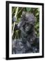 Gorilla mother with 6-month-old baby in the forest, Parc National des Volcans, Rwanda-Keren Su-Framed Photographic Print