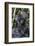 Gorilla mother with 6-month-old baby in the forest, Parc National des Volcans, Rwanda-Keren Su-Framed Photographic Print