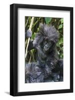 Gorilla mother with 6-month-old baby in the forest, Parc National des Volcans, Rwanda-Keren Su-Framed Photographic Print