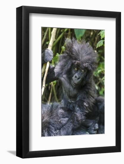 Gorilla mother with 6-month-old baby in the forest, Parc National des Volcans, Rwanda-Keren Su-Framed Photographic Print