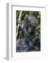 Gorilla mother with 6-month-old baby in the forest, Parc National des Volcans, Rwanda-Keren Su-Framed Photographic Print