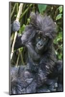 Gorilla mother with 6-month-old baby in the forest, Parc National des Volcans, Rwanda-Keren Su-Mounted Photographic Print