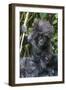 Gorilla mother with 6-month-old baby in the forest, Parc National des Volcans, Rwanda-Keren Su-Framed Photographic Print