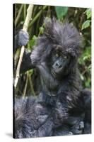 Gorilla mother with 6-month-old baby in the forest, Parc National des Volcans, Rwanda-Keren Su-Stretched Canvas