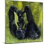Gorilla Playing with Baby-David Nockels-Mounted Giclee Print
