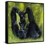 Gorilla Playing with Baby-David Nockels-Framed Stretched Canvas
