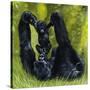 Gorilla Playing with Baby-David Nockels-Stretched Canvas