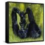 Gorilla Playing with Baby-David Nockels-Framed Stretched Canvas