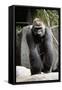 Gorilla Prancing on Rock Display-Ray Foli-Framed Stretched Canvas