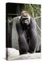 Gorilla Prancing on Rock Display-Ray Foli-Stretched Canvas