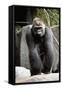 Gorilla Prancing on Rock Display-Ray Foli-Framed Stretched Canvas