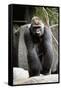 Gorilla Prancing on Rock Display-Ray Foli-Framed Stretched Canvas