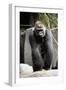 Gorilla Prancing on Rock Display-Ray Foli-Framed Premium Photographic Print