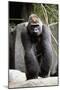 Gorilla Prancing on Rock Display-Ray Foli-Mounted Premium Photographic Print